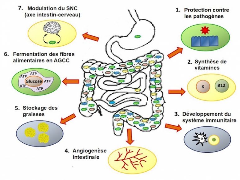 microbiote