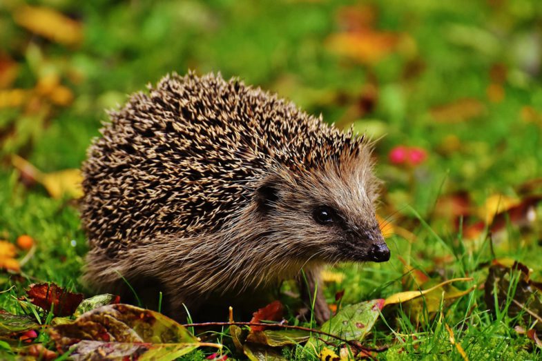 Vinci construit des tunnels sous ses autoroutes pour que les animaux puissent traverser