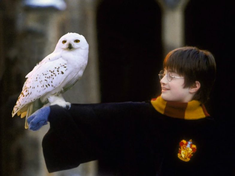 La science prouve que lire Harry Potter fait de vous une meilleure personne — voici pourquoi