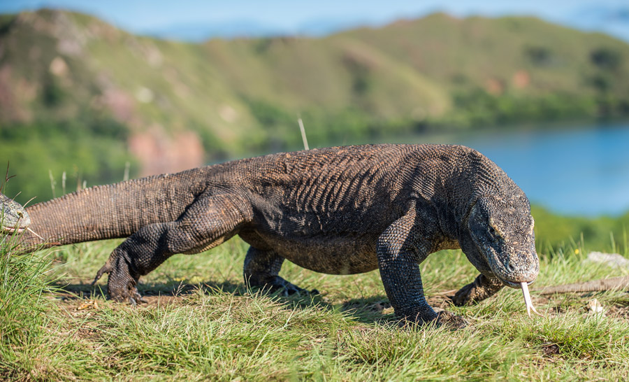 dragons komodo bali destinations voyages