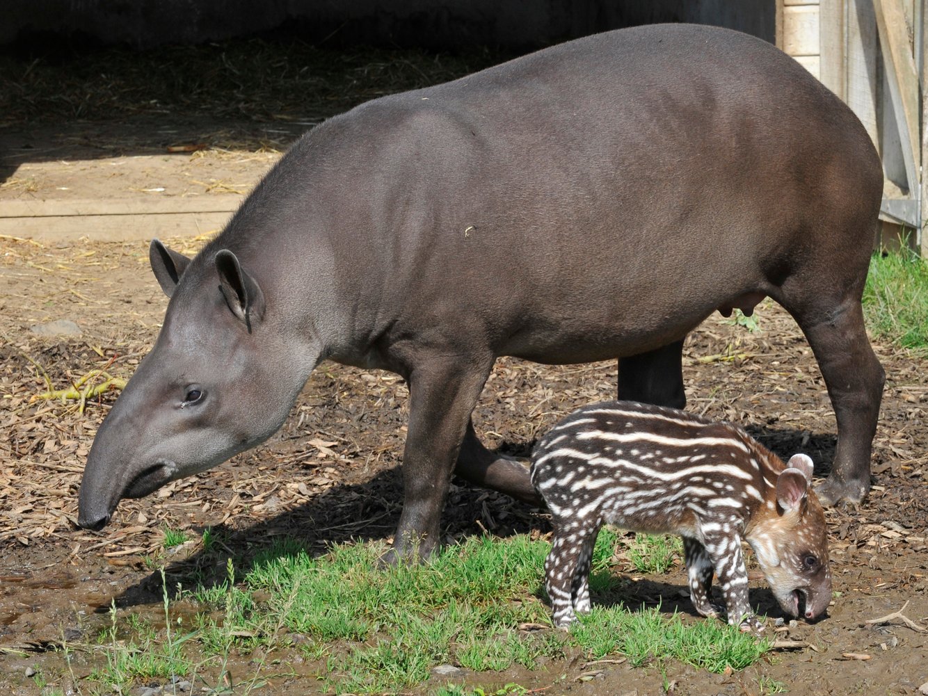 12 animaux qui changent complètement d’apparence à l’âge adulte