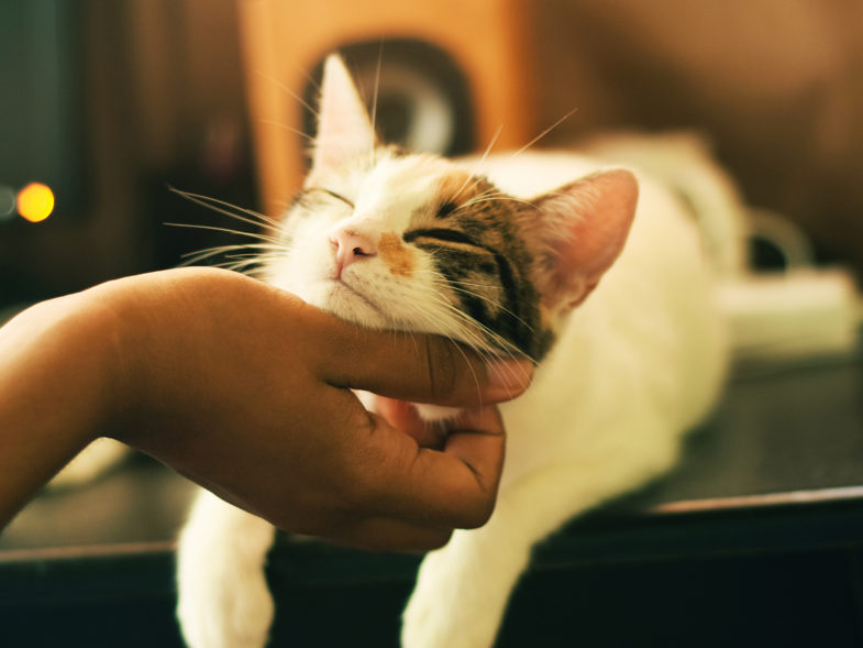 Les chats s'attacheraient à leurs maîtres comme les chiens, voire comme les bébés à leurs parents